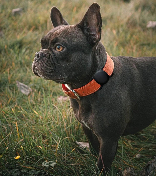 A Dog wearing an Apple Airtag attached to its collar, ideal for pet tracking