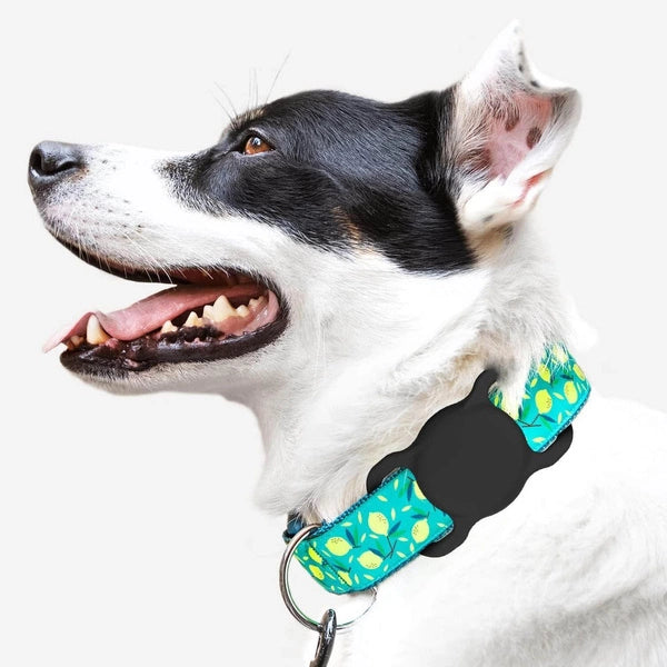 Dog wearing an Apple AirTag holder attached to a polka dot collar, Idea for pet tracking