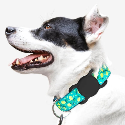 Dog wearing an Apple AirTag holder attached to a polka dot collar, Idea for pet tracking