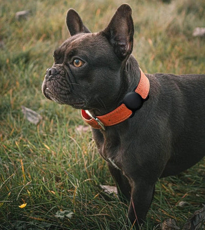 A Dog wearing an Apple Airtag attached to its collar,  ideal for pet tracking